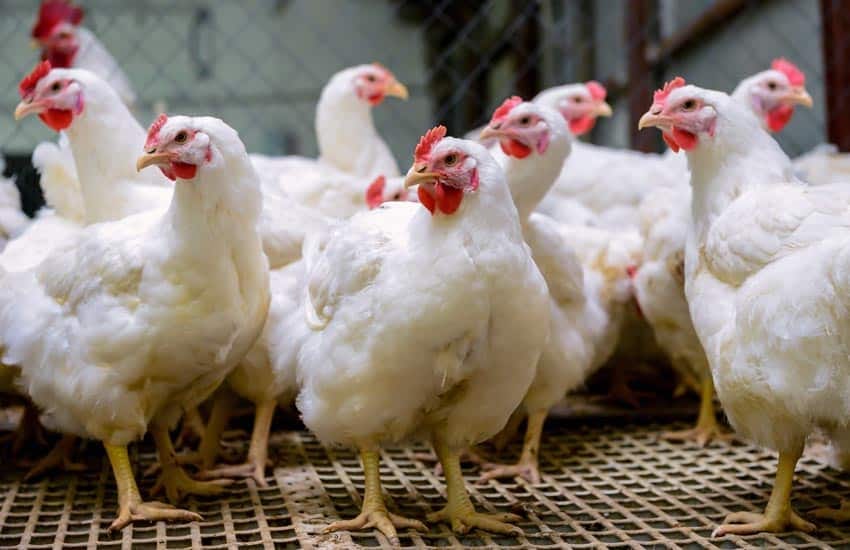 Top Recommendations For Growing Broilers During The Summer Season, Top Recommendations For Growing Broilers During The Summer Season, ATLANTIC NET Top Recommendations For Growing Broilers During The Summer Season, Top Recommendations For Growing Broilers During The Summer Season