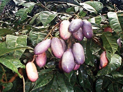7 Health Benefits of African Pear That You Never Knew, 7 Health Benefits of African Pear That You Never Knew