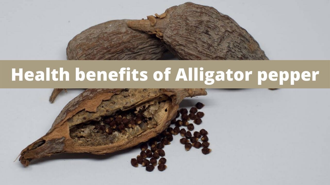 7 Powerful Health Benefits Of Alligator Pepper, 7 Powerful Health Benefits Of Alligator Pepper, ATLANTIC NET 7 Powerful Health Benefits Of Alligator Pepper, 7 Powerful Health Benefits Of Alligator Pepper